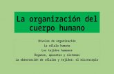 La organización del cuerpo humano