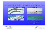 Tercer foro de camarón del Golfo de México y Mar Caribe
