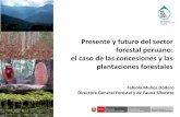 Presente y futuro del sector forestal peruano