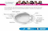 Hoja infomativa sobre la anatomía del ojo