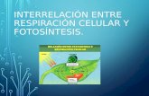 Interrelación entre respiración celular y fotosíntesis