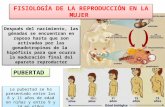 Ginecologia el gordo