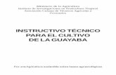 Instructivo técnico cultivo guayaba