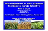 Altas temperaturas en maíz: respuestas fisiológicas y manejo del ...