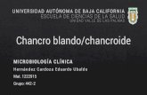 Chancro blando/Chancroide