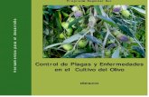 Control de Plagas y Enfermedades en el Cultivo del Olivo