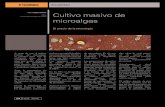 Cultivo masivo de microalgas (PDF, 1.1 MB)