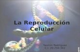*Reproduccion Celular