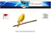 Curso sobre-canarios