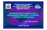 Hongos Verdaderos y ORG Similares (.pdf)