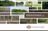 Bosque de manglar, un ecosistema que debemos cuidar