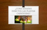 ¿Como atrapan insectos las plantas carnívoras?