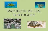 Power projecte de les tortugues