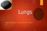 Lungs presentation