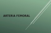 Arteria femoral y poplitea