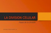 La division celular