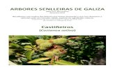 Arbores senlleiras de Galiza (castiñeiros)