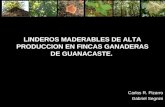 Linderos Maderables de Alta Producción en Fincas Ganaderas de Guanacaste; Costa Rica