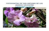 Flores San Antonio de las Aradas