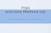 Inga. Precious Maltese Toy