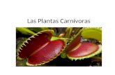 Las plantas carnívoras David Lobato Antonio E Iván Gutiérrez