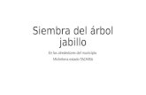 31 01 2017 presentacion power poin ARBOLITOS  jabillos