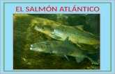 El viaje del salmón de los ríos asturianos