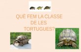 Power classe tortugues