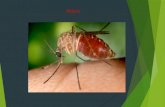Diapositivas malaria salud publica