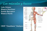 Los músculos y los huesos