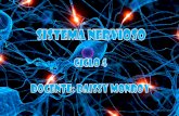 Sistema nervioso. ciclo 4. Daissy
