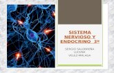 Tema 5 sistema nervioso y sistema endocrino
