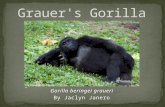 Grauer's Gorilla Presentation