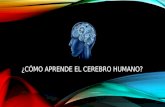 Como aprende el cerebro humano