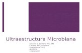 Curso de Microbiología - 04 - Ultraestructura