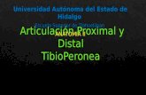 ARTICULACION PROXIMAL Y DISTA TIBIOPERONEO