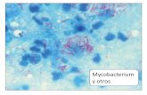 Mycobacterium y otros