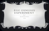 Anmarie Somar 8-16 Egg osmosis experiment