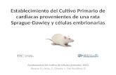 Establecimiento del cultivo primario de cardiacas provenientes de una rata sprague dawley y células embrionarias