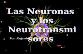 Las neuronas y los neurotransmisores