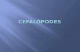 Moluscos Cefalópodes