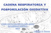 C. suarez cadena respiratoria y fosforilacion oxidativa