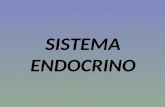 5. sistema endocrino