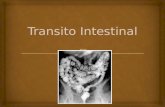 Transito intestinal