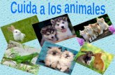 Cuida a los animales. Kathia Ramirez