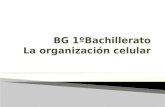 1BACH Organización celular.