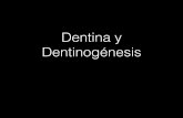 Dentina y dentinogénesis