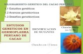 8 estudios genéticos en germoplasma peruano de cacao