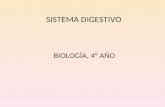 4º año Biología. Sistema digestivo