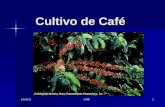 Cultivo de cafe